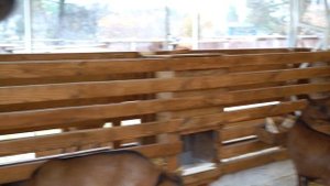 Как устроена козья ферма. Козье молоко экстра класса. Структура фермы. Продукция из козьего молока.