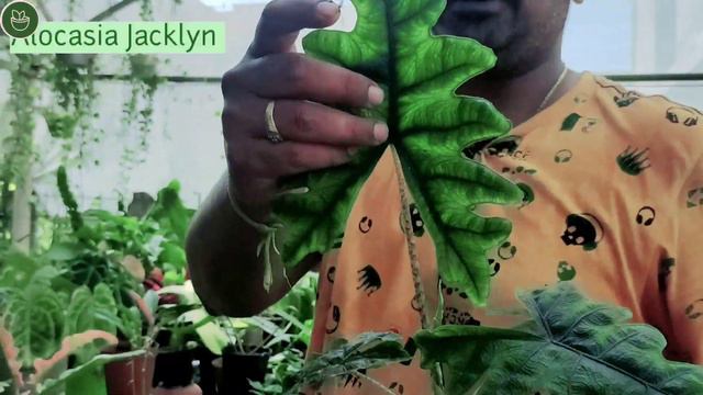 Rare & Exotic Plant Nursery Tour in Guwahati, Assam @saktinursery007 смотреть онлайн