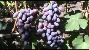 Виноград Эталон селекции Е. Г. Павловского (Grape variety Etalon)