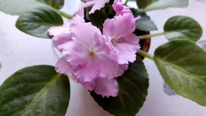 Мои фиалки Favorite child и Hev a' colling