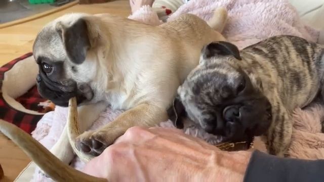 Мопсы, делиться это забота... смотреть онлайн