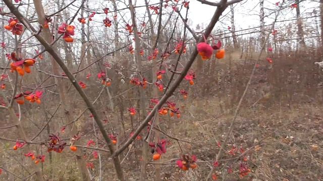 Друг на природе говорит про оранжевые ягоды на дереве смотреть онлайн