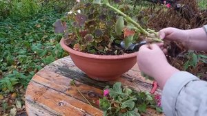 Необычное хранение пеларгоний зимой. Очень компактный способ.