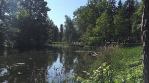Рогатая поганка в гнезде... Гатчинский парк, Белое озеро. 31.05.2016, 09:34
