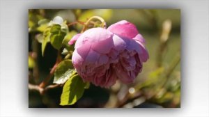 Charles Rennie Mackintosh Rose