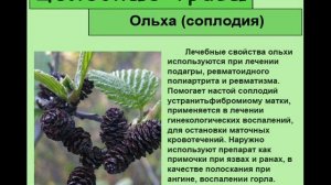 Ольха соплодия