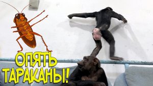 ШОК! ТАРАКАНОВ ЕЩЁ БОЛЬШЕ! | Самые смешные животные 2020 это шимпанзе