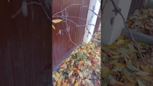 Актинидия. Сорт Джамбо.