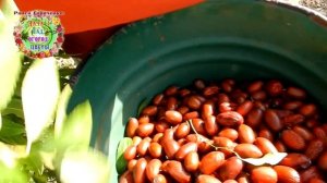 Зизифус. Разные сорта - разные вкусы Но одинаковое ценное витаминное лакомство на секретном растени