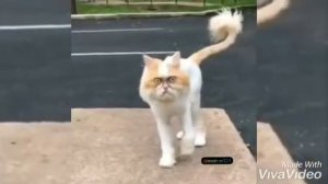 БМВ против Мерседес