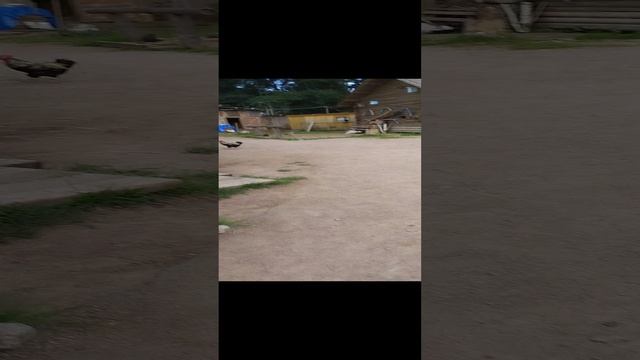 лошади