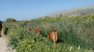 Красивая корова на лугу говорит муу, звук коровы, мычание коровы