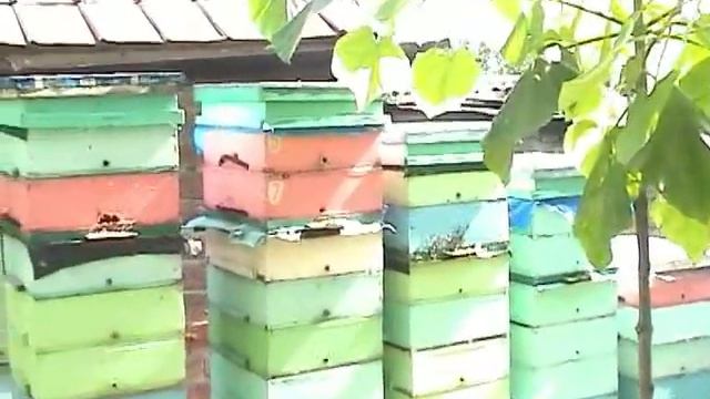 Начал кормить отводки. смотреть онлайн