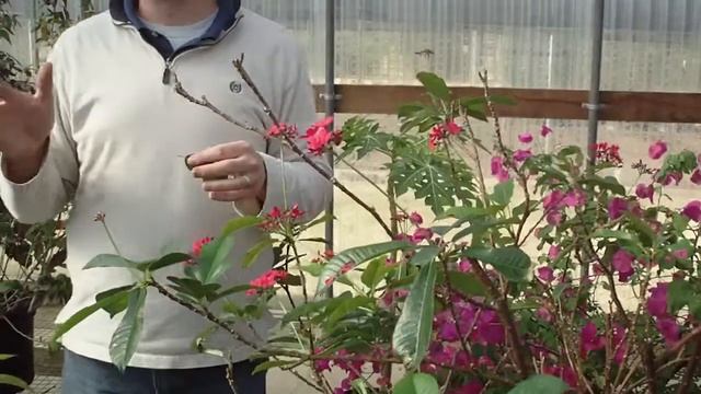 Jatropha integerrima 琴叶珊瑚 смотреть онлайн