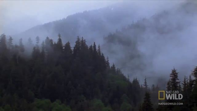 ОХОТА МЕДВЕДЯ ГРИЗЛИ смотреть онлайн