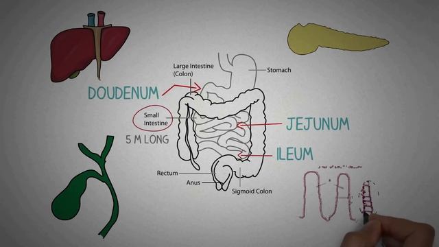 HUMAN DIGESTIVE SYSTEM Made Easy- Gastrointestinal System смотреть онлайн