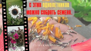 С этих однолетников можно собрать семена. И эти цветы позволяют сэкономить.?