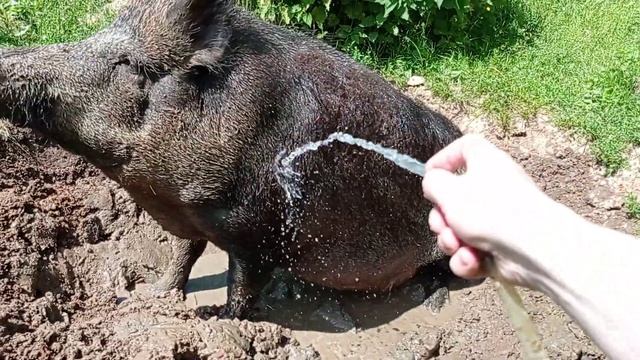 Жизнь прекрасна. дикие кабаны купаются. смотреть онлайн