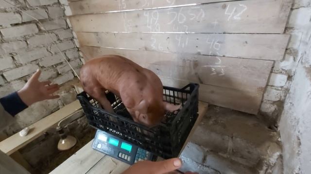 Вес Чернухиных поросят в месяц!! Каждого и общий вес!! смотреть онлайн