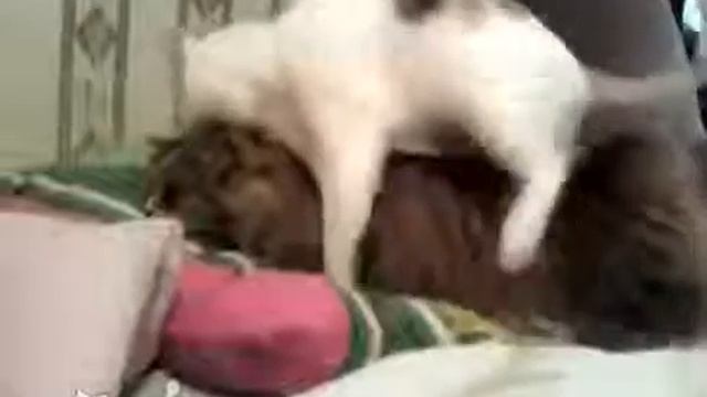 прикол мото кот смотреть онлайн