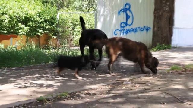 Бездомные животные - они верят вам! смотреть онлайн