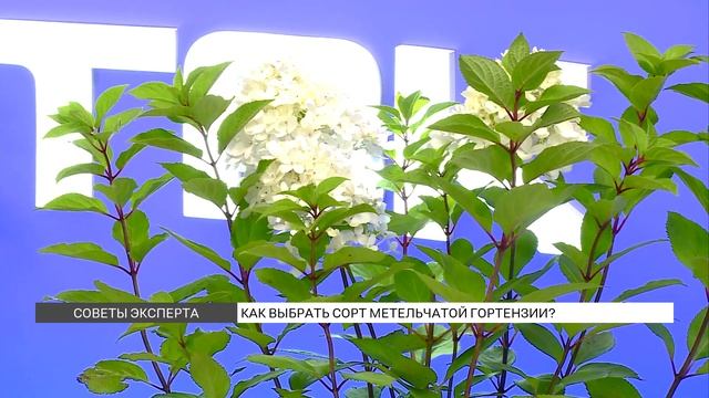 Как выбрать сорт метельчатой гортензии? смотреть онлайн