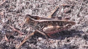 Итальянский прус ( Calliptamus italicus )