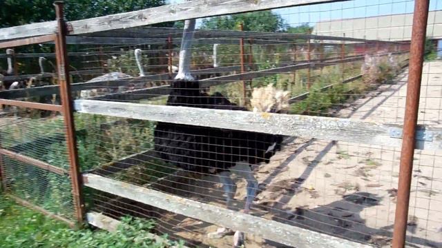 Страус атакует смотреть онлайн