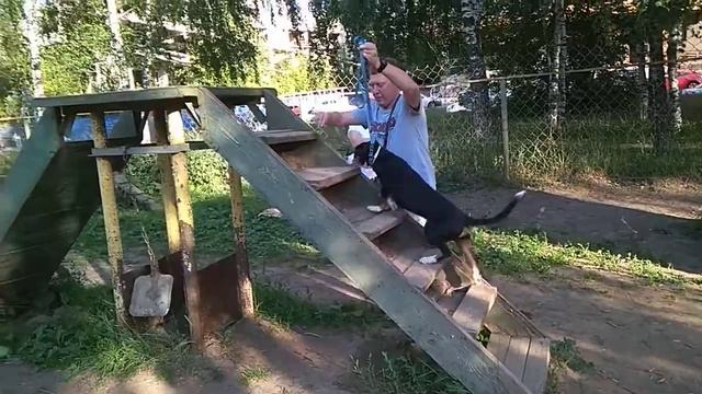 Дрессировка собак -энтлебухер Филл смотреть онлайн