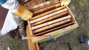 Новая матка. Почему не сеет?