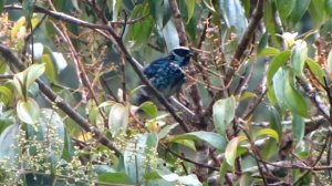 Beryl-spangled Tanager - Tangara nigroviridis - Tangaras de Colombia - Tanagers