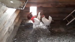 Курица кудахчет.Устроила скандал