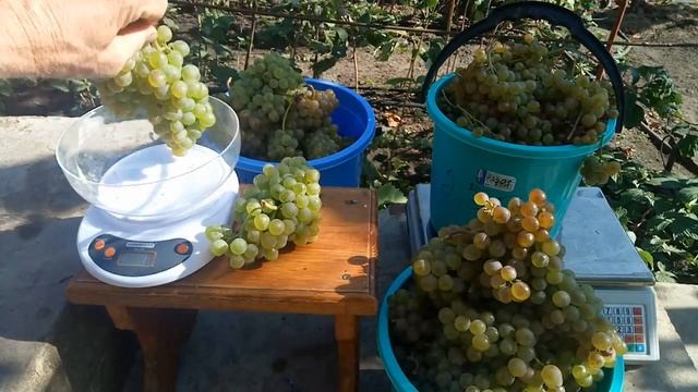 Сорт винограда Первенец Магарача