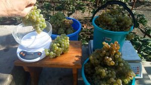 Сорт винограда Первенец Магарача