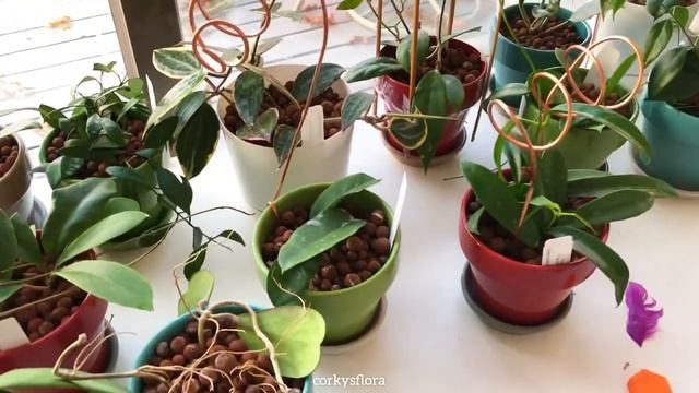 Hoya Plant Chat ? Substrates and Propagation смотреть онлайн