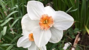 Daffodil (Narcissus) - flowers close up - April 2018