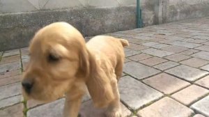 Щенки Английский кокер спаниель 1,5 месяца