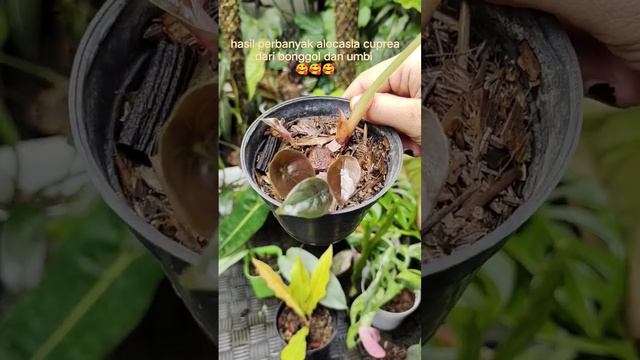 propagation alocasia cuprea