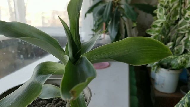 Золотой ус, Каллизия, Callisia смотреть онлайн