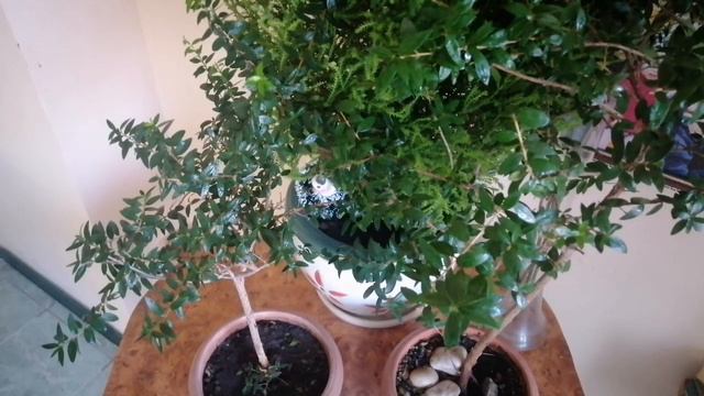 Мирт взимку. Втрачає листя, сохне. Перестане! Черенкування миртів в будь-який сезон 🌳 смотреть онлайн