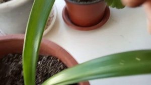 Комнатные лилии.Обзор