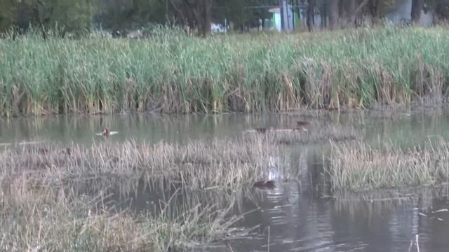 Cortaderia selloana, yerba o hierba de las Pampas, cola de zorro 2 смотреть онлайн