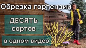 Формирую гортензию метельчатую. Подробно ДО и ПОСЛЕ каждый куст. Сила и форма роста. Фото цветения