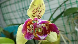 ЯРКАЯ Орхидея ТРИЛИПС-Phal. J-Hsin Spot Leopard'peloric'/фаленопсис Пятнистый Леопард (англ).