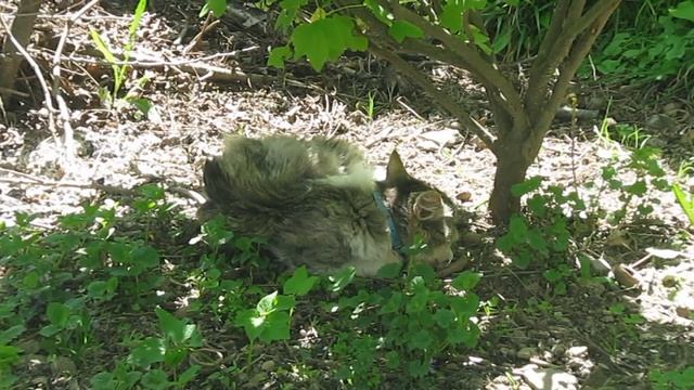 Summer смотреть онлайн