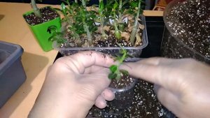 Первая пересадка ( ПИКИРОВКА) сеянцев АДЕНИУМОВ. ПОЧЕМУ я НЕ СПЕШУ пикировать молодые сеянцы .