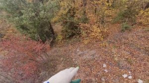 Посадка саженцев: Апельсина,Мандарина в открытый грунт