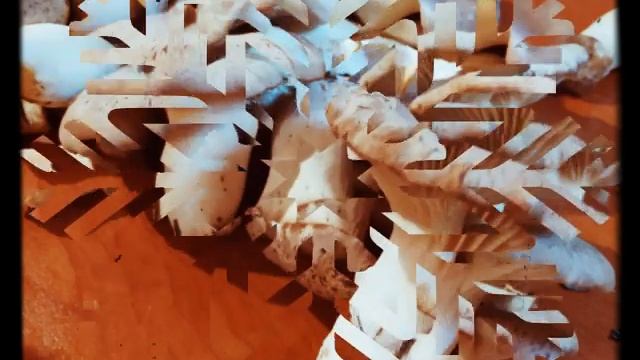 Royal oyster mushroom. Photo of Yeringi mushroom.Королевская вешенка.Фото гриба Еринги.