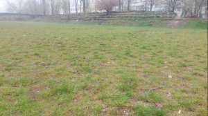 мини бультерьер и бигль