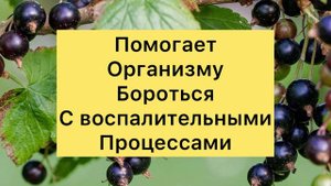 Чем Полезна Чёрная Смородина?